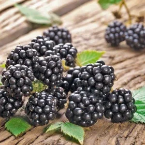 Thornless Chester Blackberry Live Plant - 5-9 inches Tall Berry Bush, Cold Hardy Zones 5-8, Late Season Fruit - Image 7