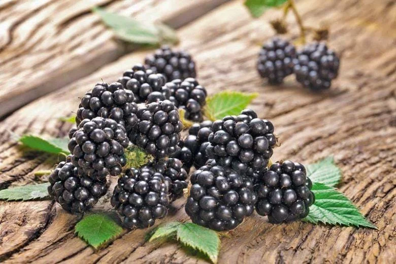 Thornless Chester Blackberry Live Plant - 5-9 inches Tall Berry Bush, Cold Hardy Zones 5-8, Late Season Fruit - Image 7