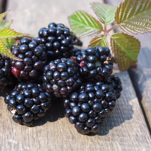 Thornless Chester Blackberry Live Plant - 5-9 inches Tall Berry Bush, Cold Hardy Zones 5-8, Late Season Fruit - Image 1