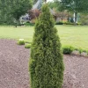 Thuja 'Emerald Squeeze' Live Plant – 4-6 Inch Starter Shrub – Outdoor - Image 1