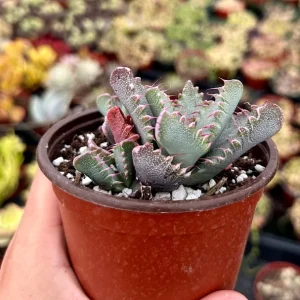 Tiger Jaw Succulent Live Plant - Faucaria Tigrina - 2