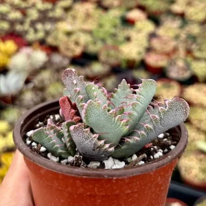 Tiger Jaw Succulent Live Plant - Faucaria Tigrina - 2