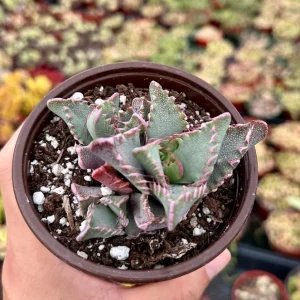 Tiger Jaw Succulent Live Plant - Faucaria Tigrina - 2