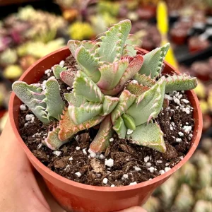 Tiger Jaw Succulent Live Plant - Faucaria Tigrina - 2