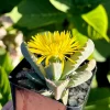 Tiger Jaw Succulent Live Plant - Faucaria Tigrina - 2" or 4" Pot - Indoor/Outdoor - Image 1