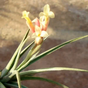 Tillandsia Air Plant Mix 50 Live Plants – 2-5 inch – Indoor/Outdoor Decor - Image 2