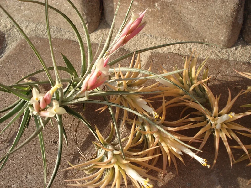 Tillandsia Air Plant Mix 50 Live Plants – 2-5 inch – Indoor/Outdoor Decor - Image 4