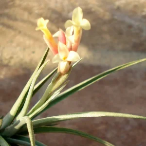 Tillandsia Air Plant Mix - Live Plants for Terrariums & Favors - 2-5 inch - Image 2