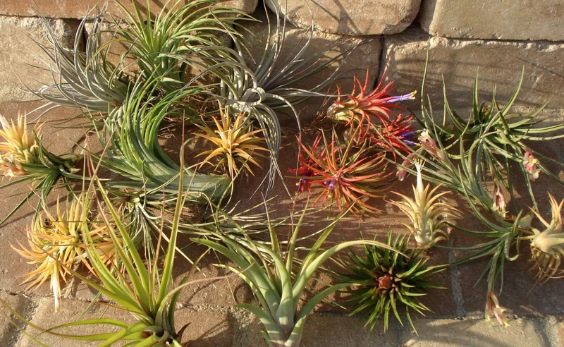 Tillandsia Air Plant Mix - Live Plants for Terrariums & Favors - 2-5 inch - Image 3