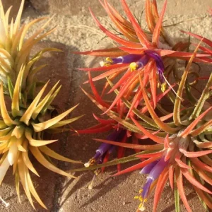 Tillandsia Air Plant Mix - Live Plants for Terrariums & Favors - 2-5 inch - Image 5