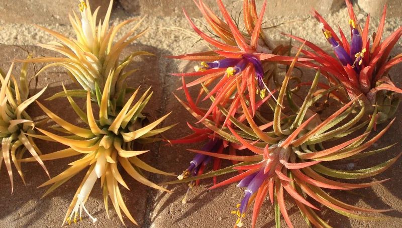 Tillandsia Air Plant Mix - Live Plants for Terrariums & Favors - 2-5 inch - Image 5