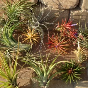 Tillandsia Air Plant Mix - Live Plants for Wedding Favors & Terrariums, 2-5 inch - Image 3