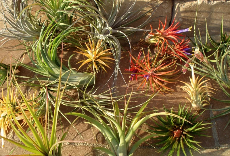 Tillandsia Air Plant Mix - Live Plants for Wedding Favors & Terrariums, 2-5 inch - Image 1