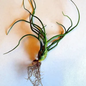 Tillandsia Bulbosa Guatemala Air Plant – Live Airplant – Small Single – Indoor/Outdoor - Image 5