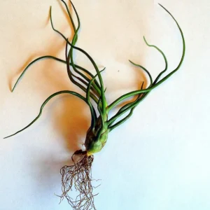 Tillandsia Bulbosa Guatemala Air Plant – Live Airplant – Small Single – Indoor/Outdoor - Image 6