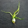 Tillandsia Bulbosa Guatemala Air Plant – Live Airplant – Small Single – Indoor/Outdoor - Image 1