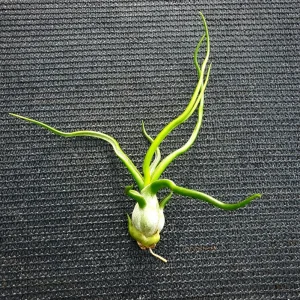 Tillandsia Bulbosa Guatemala Air Plant – Live Airplant – Small Single – Indoor/Outdoor - Image 1