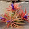 Tillandsia Iona Air Plant 3-Pack - Live Houseplant, 1-3 inch, Indoor - Image 1