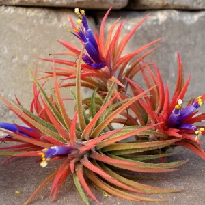 Tillandsia Iona Air Plant 3-Pack - Live Houseplant, 1-3 inch, Indoor - Image 1
