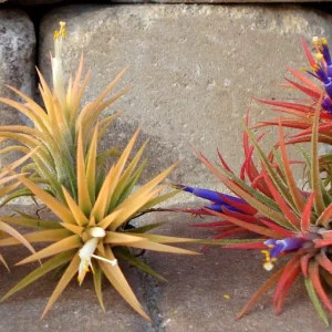 Tillandsia Iona Air Plant 3-Pack - Live Houseplant, 1-3 inch, Indoor - Image 2