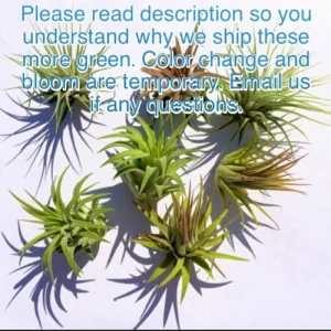 Tillandsia Iona Air Plant 3-Pack - Live Houseplant, 1-3 inch, Indoor - Image 4