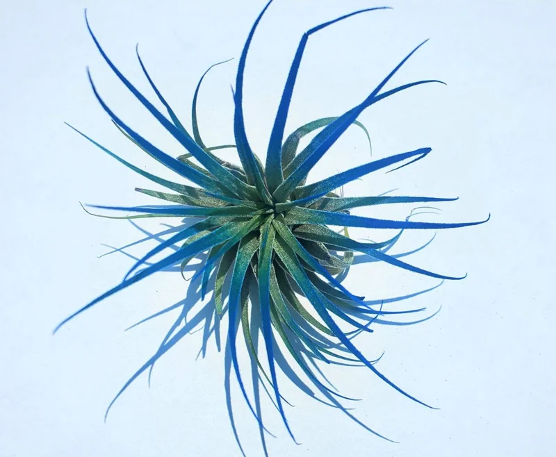 Tillandsia Iona Air Plant Set of 3 Live Plants - Indigo, Purple, Pink 2-3" - Image 2