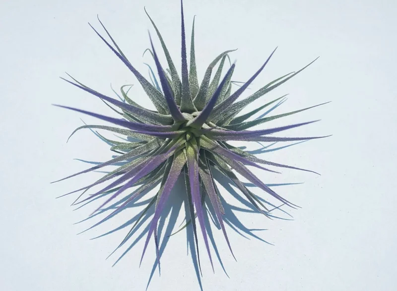 Tillandsia Iona Air Plant Set of 3 Live Plants - Indigo, Purple, Pink 2-3" - Image 3