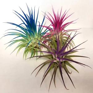 Tillandsia Iona Air Plant Set of 3 Live Plants - Indigo, Purple, Pink - Image 3