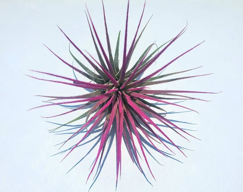 Tillandsia Iona Air Plant Set of 3 Live Plants - Indigo, Purple, Pink 2-3" - Image 4