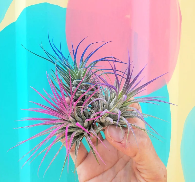 Tillandsia Iona Air Plant Set of 3 Live Plants - Indigo, Purple, Pink 2-3" - Image 1