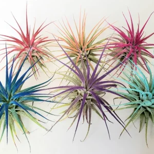 Tillandsia Iona Air Plant Set of 6 – Live Plants – Vibrant Colors – 2-3 inches - Image 2