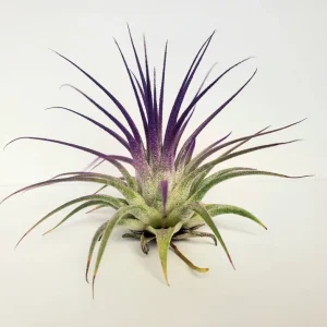 Tillandsia Iona Air Plant Set of 6 – Live Plants – Vibrant Colors – 2-3 inches - Image 6