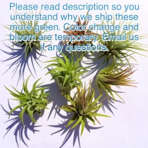 Tillandsia Iona Air Plant Trio - 3 Live Air Plants, Small 1-3