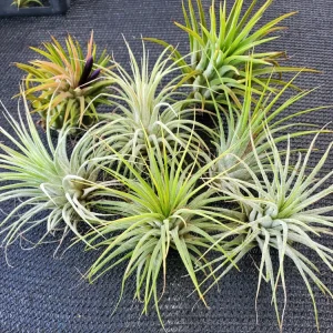 Tillandsia Iona Air Plant Trio - 3 Live Air Plants, Small 1-3