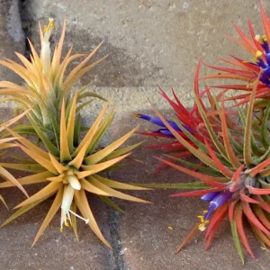 Tillandsia Iona Air Plant Trio - 3 Live Air Plants, Small 1-3