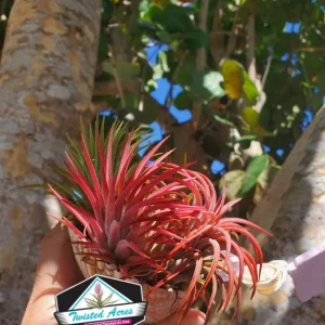 Tillandsia Iona Air Plant Trio - 3 Live Air Plants, Small 1-3