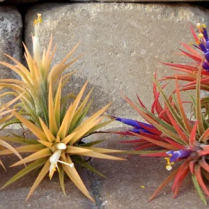 Tillandsia Iona Air Plant Trio - 3 Live Plants - 1-3