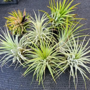 Tillandsia Iona Air Plant Trio - 3 Live Plants - 1-3