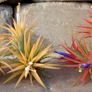 Tillandsia Iona Air Plant Trio - 3 Live Plants - 1-3