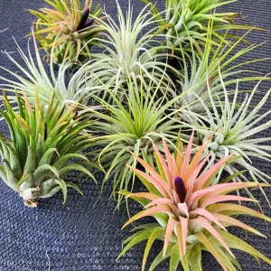 Tillandsia Iona Air Plant Trio - 3 Live Plants - 1-3