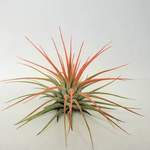 Tillandsia Iona Coral Air Plant - Vibrant Live Plant - 2-3