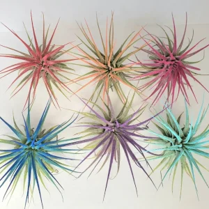 Tillandsia Iona Coral Air Plant - Vibrant Live Plant - 2-3