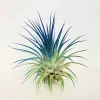 Tillandsia Iona Dark Blue Indigo Air Plant | Live Houseplant | 2-3 inch - Image 1