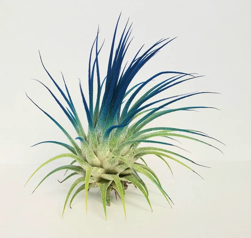 Tillandsia Iona Live Air Plant - Dark Blue Indigo, 2-3 inch Houseplant - Image 2