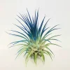 Tillandsia Iona Live Air Plant - Dark Blue Indigo, 2-3 inch Houseplant - Image 1
