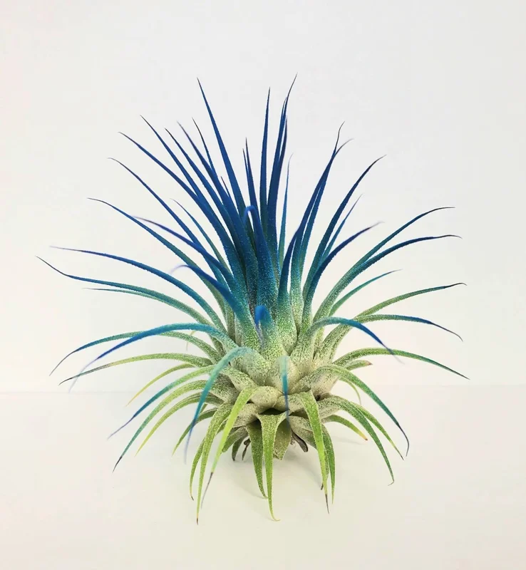 Tillandsia Iona Live Air Plant - Dark Blue Indigo, 2-3 inch Houseplant - Image 1