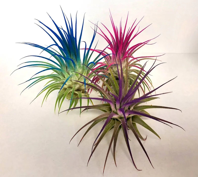 Tillandsia Iona Live Air Plant - Dark Blue Indigo, 2-3 inch Houseplant - Image 3
