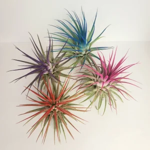 Tillandsia Iona Live Air Plant Set of 4, Pink Purple Red, 2-3 inch, Indoor - Image 2
