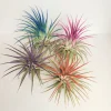Tillandsia Iona Live Air Plant Set of 4, Pink Purple Red, 2-3 inch, Indoor - Image 1