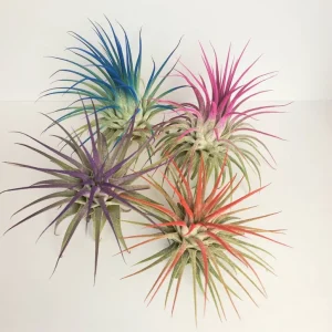 Tillandsia Iona Live Air Plant Set of 4, Pink Purple Red, 2-3 inch, Indoor - Image 1